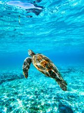 Grøn Havskildpadde Bali 2462692347