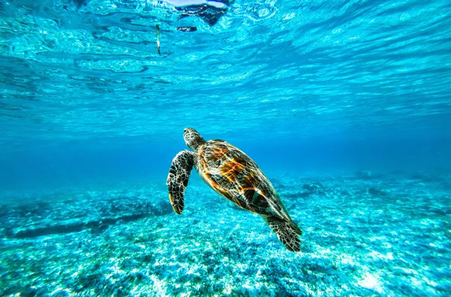 Grøn Havskildpadde Bali 2462692347