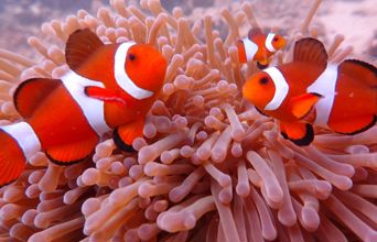 Anemonefisk på Tioman Island