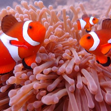 Tioman Island Anemonefisk 668970103