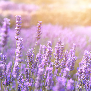 Lavendel_01