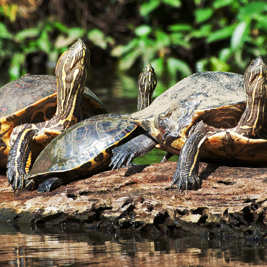 costa rica - tortuguero national park_skildpadde_02
