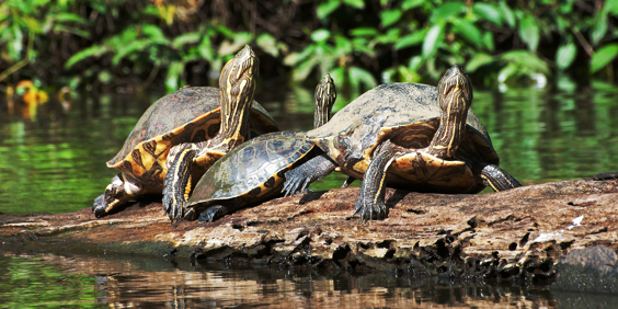 costa rica - tortuguero national park_skildpadde_02