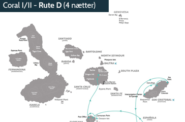 Coral_rute_D