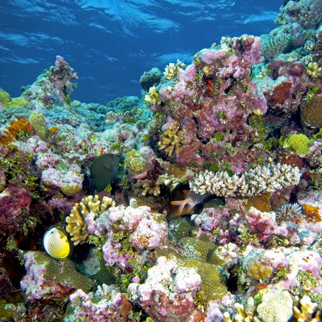 australien - great barrier reef_Koral_02