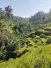 bali - Ubud_risterrasser vandring_01
