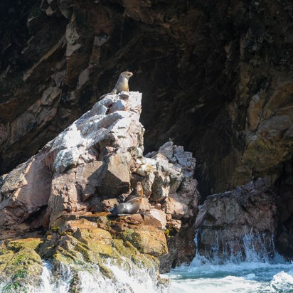 peru - ballestas oeerne_01