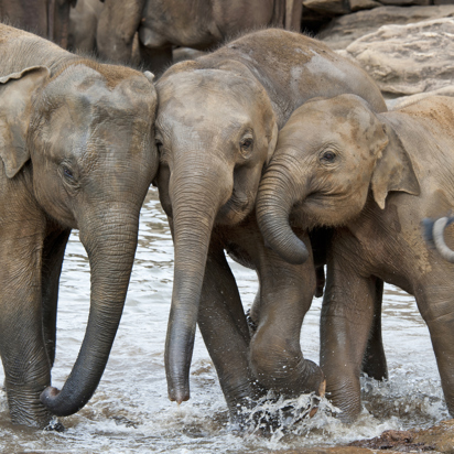 sri lanka - minneriya nationalpark_elefant_03