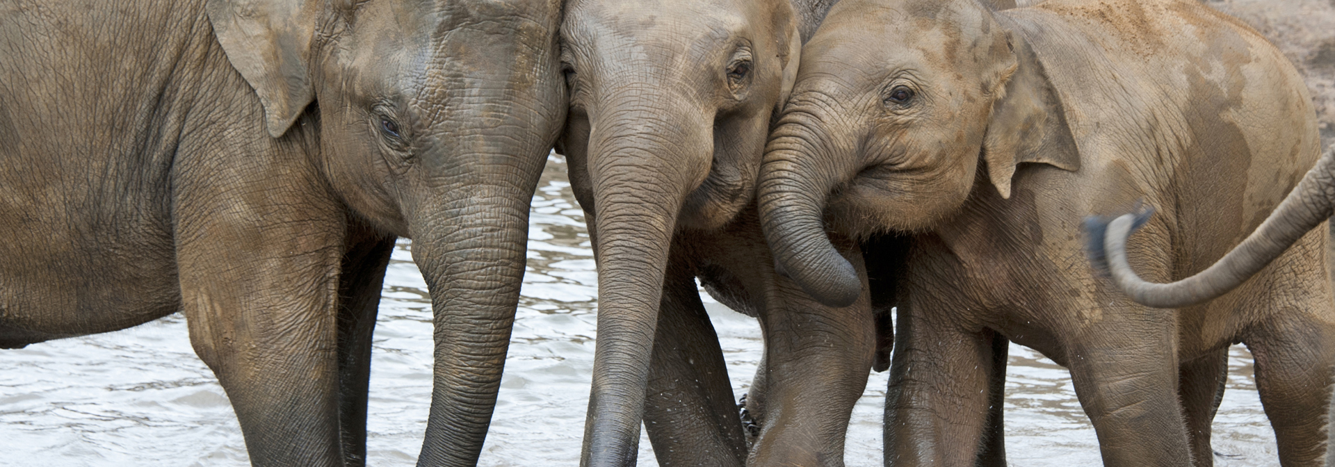 sri lanka - minneriya nationalpark_elefant_03