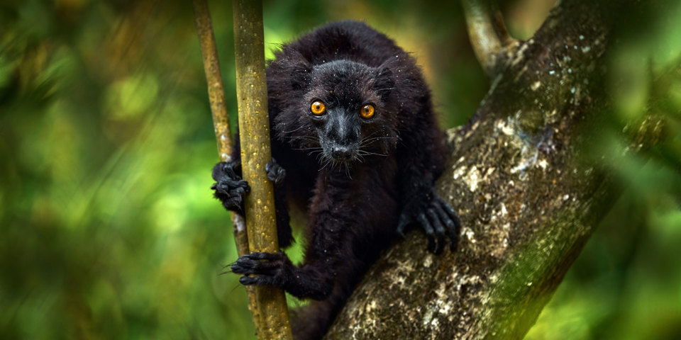 Black Lemur