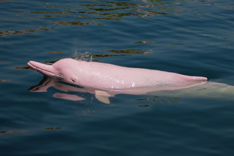 thailand - Khanom_lyseroede delfin_01