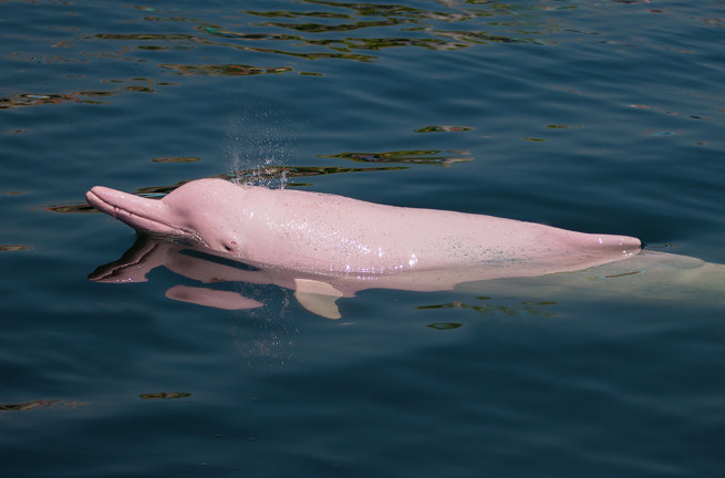 thailand - Khanom_lyseroede delfin_01