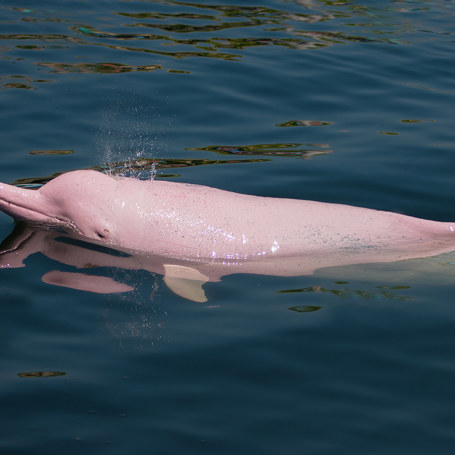 thailand - Khanom_lyseroede delfin_01