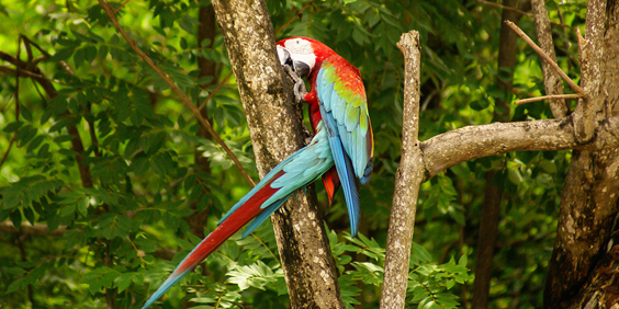 colombia - isla mucura_papegoje_01