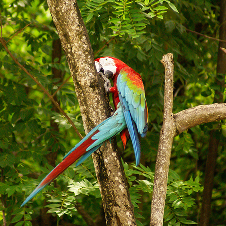 colombia - isla mucura_papegoje_01