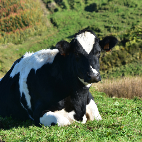 sao miguel_ko_01