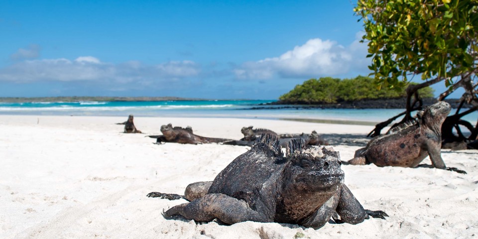 galapagos_leguan_41