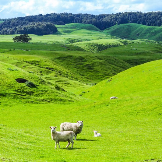 new zealand - new zealand_landskab_natur_faar_07