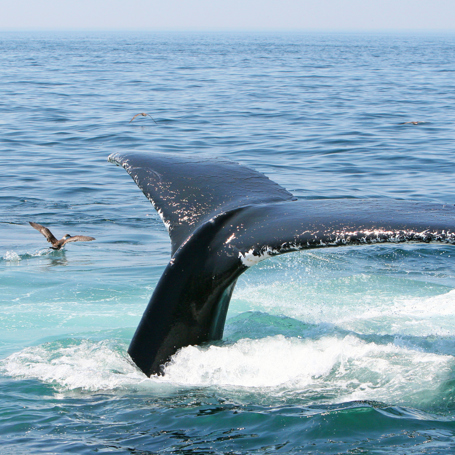 usa - new england_cape cod_hval_hale_01