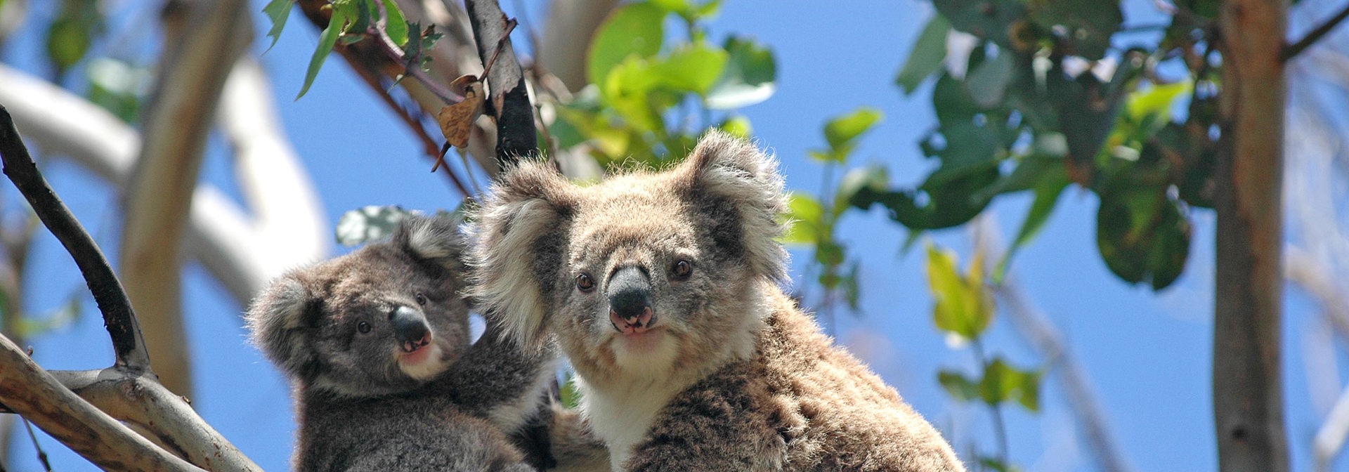 australien - koala_02