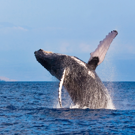 Visse steder er det endda muligt at få øje på hvaler ude i Stillehavet...