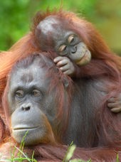 malaysia/borneo - borneo_orangutang_mor_baby_03