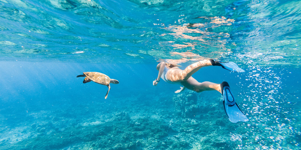 Snorkling Med Havskildpadde Maldiverne