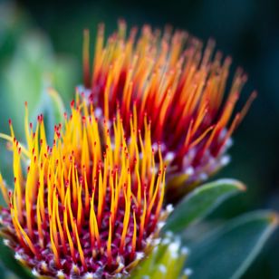 Protea Blomstermark 1165175548