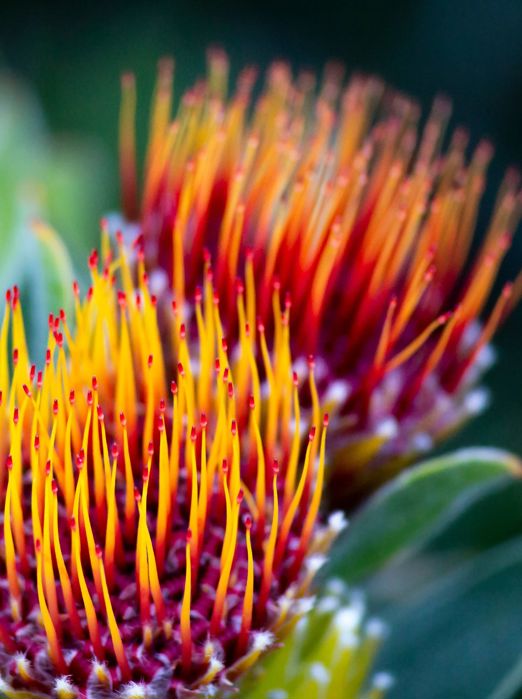 Protea Blomstermark 1165175548