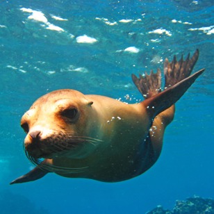 galapagos_soeloeve_03