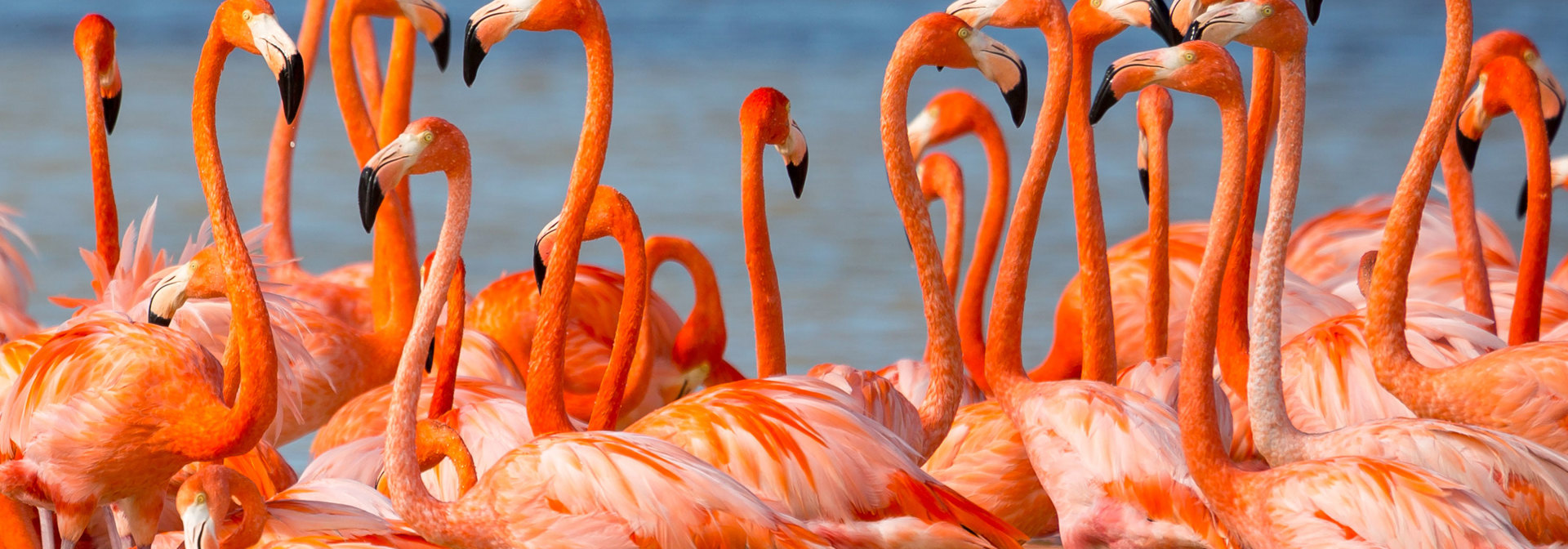 Flamingoer Celestun Naturreservat 03