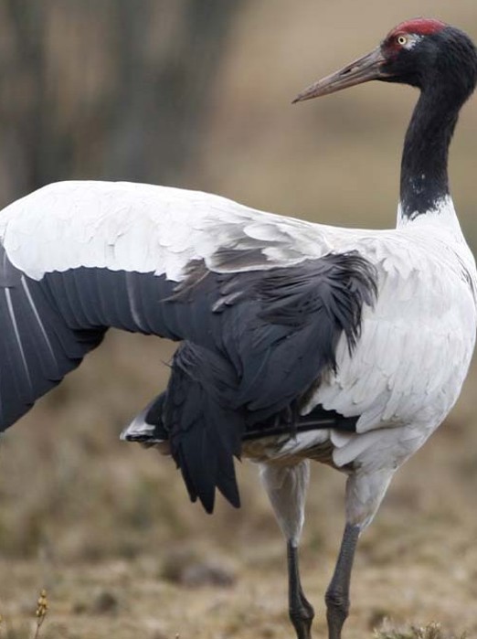 Bhutan Black Necked Crane Trane Stående