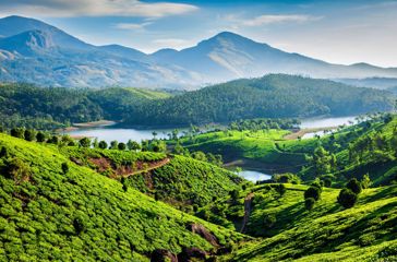 Munnar Temarker 377921479