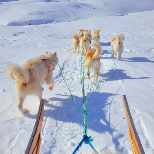 hundeslæde_05