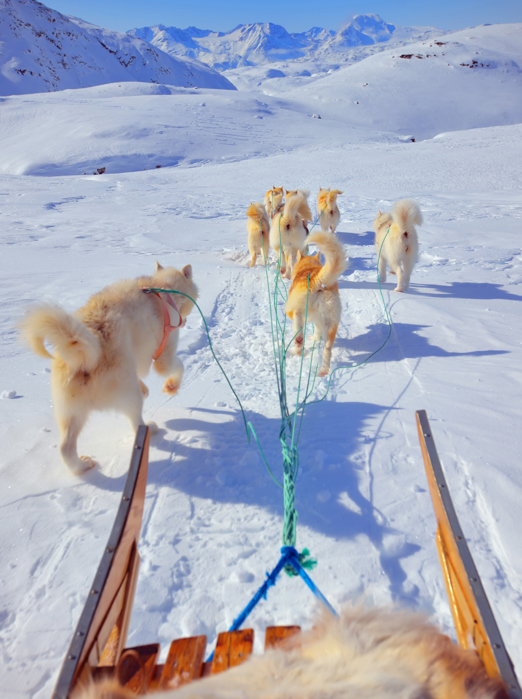 hundeslæde_05