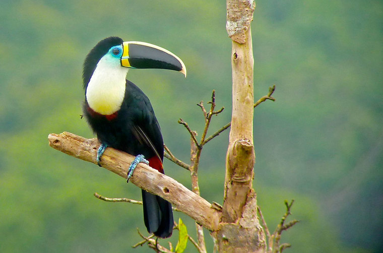peru - amazonjunglen - jungle tucan_02