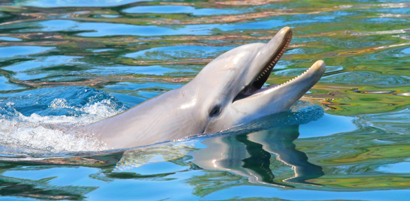 mauritius - mauritius_delfin_01
