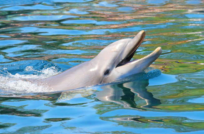 mauritius - mauritius_delfin_01