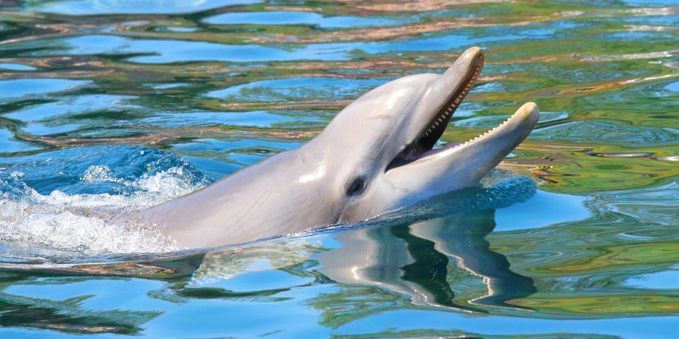 mauritius - mauritius_delfin_01