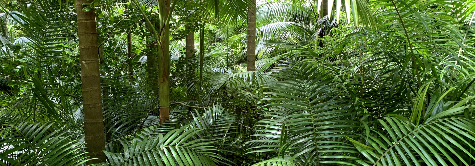 Azorerne_Furnas_Terra Nostra_07