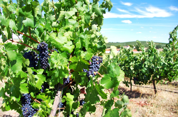 alentejo_vin_01