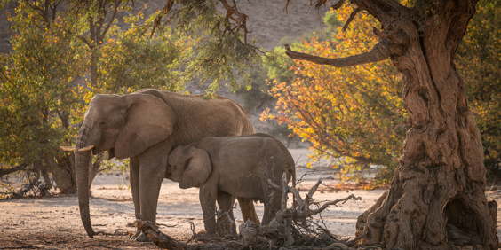 damaraland_elefant_01