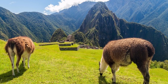 peru - machu picchu_landskab_lama_01