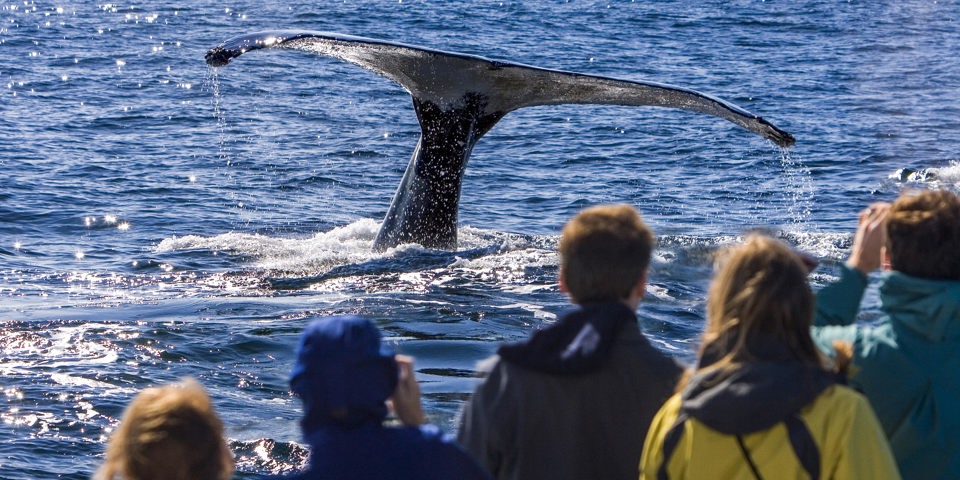 new zealand - kaikoura_hval_hale_mennesker_01