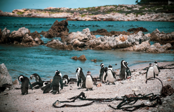 Hermanus Pingviner