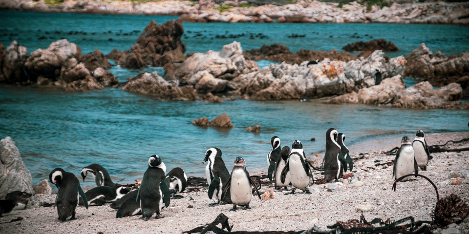 Hermanus Pingviner