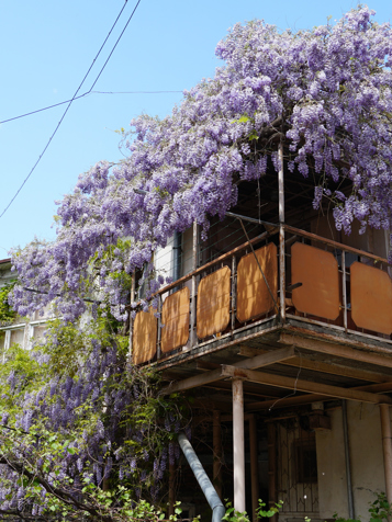 Blomster i Tbilisi