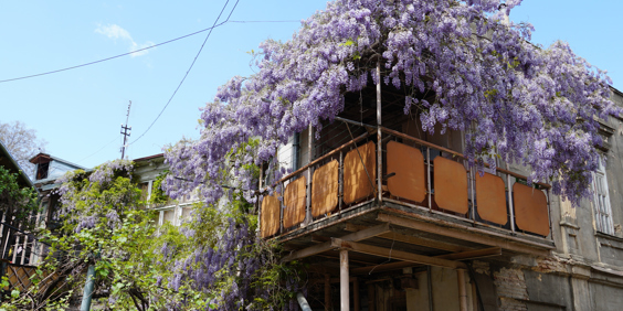 Tbilisi Blomster Paa Balkon