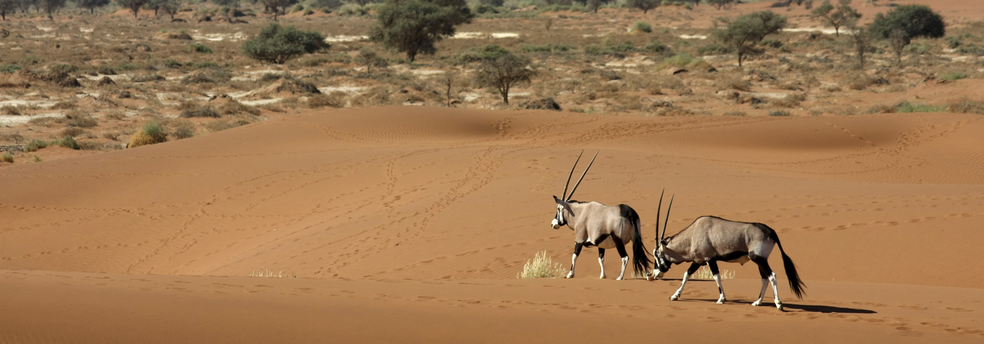 Namib oerken_antilope_01