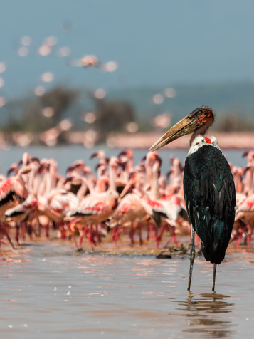De mange flamingoer lægger et smukt, lyserødt skær over Lake Nakuru